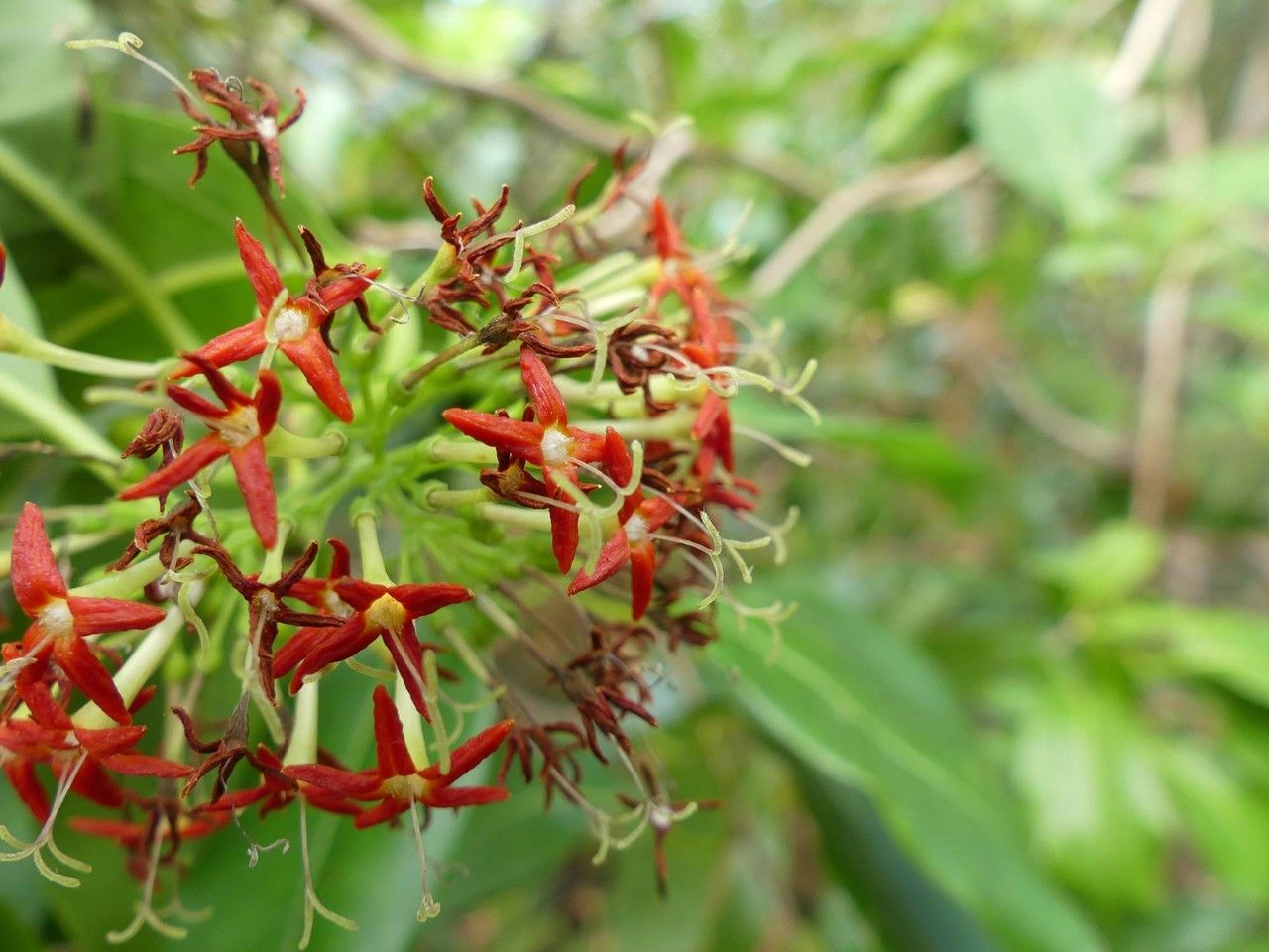 Danais fragrans flower