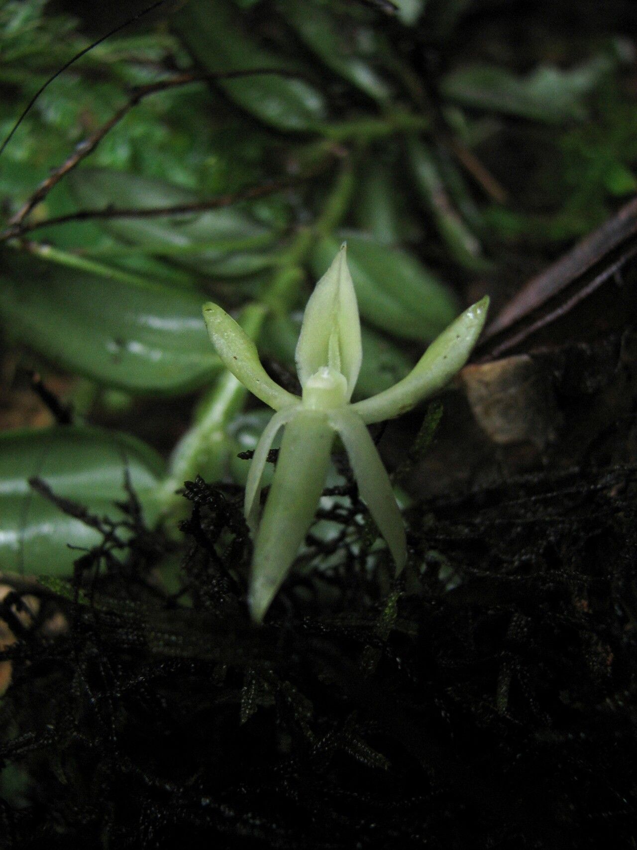 Angraecum egertonii flower