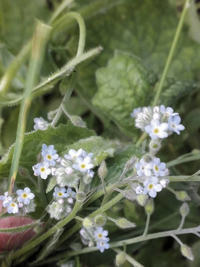 Myosotis stricta flower