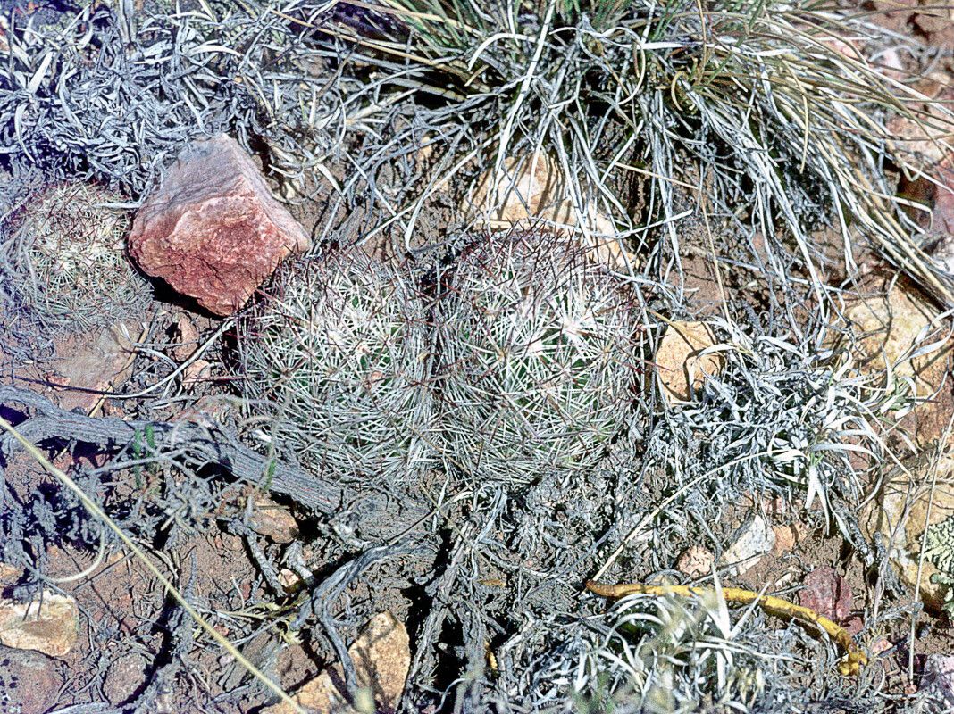 Escobaria vivipara bark