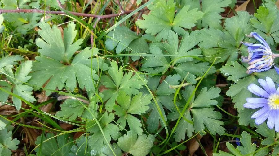 Anemone blanda leaf