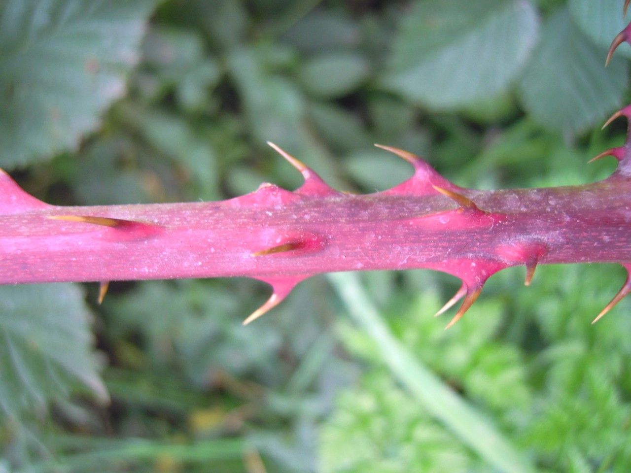 Rubus senticosus bark
