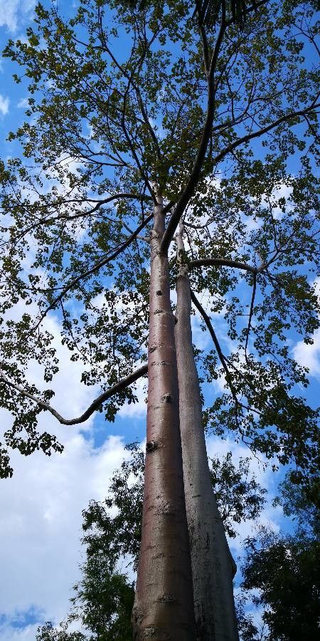 Tetrameles nudiflora habit