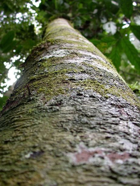 Cinnamomum chavarrianum bark