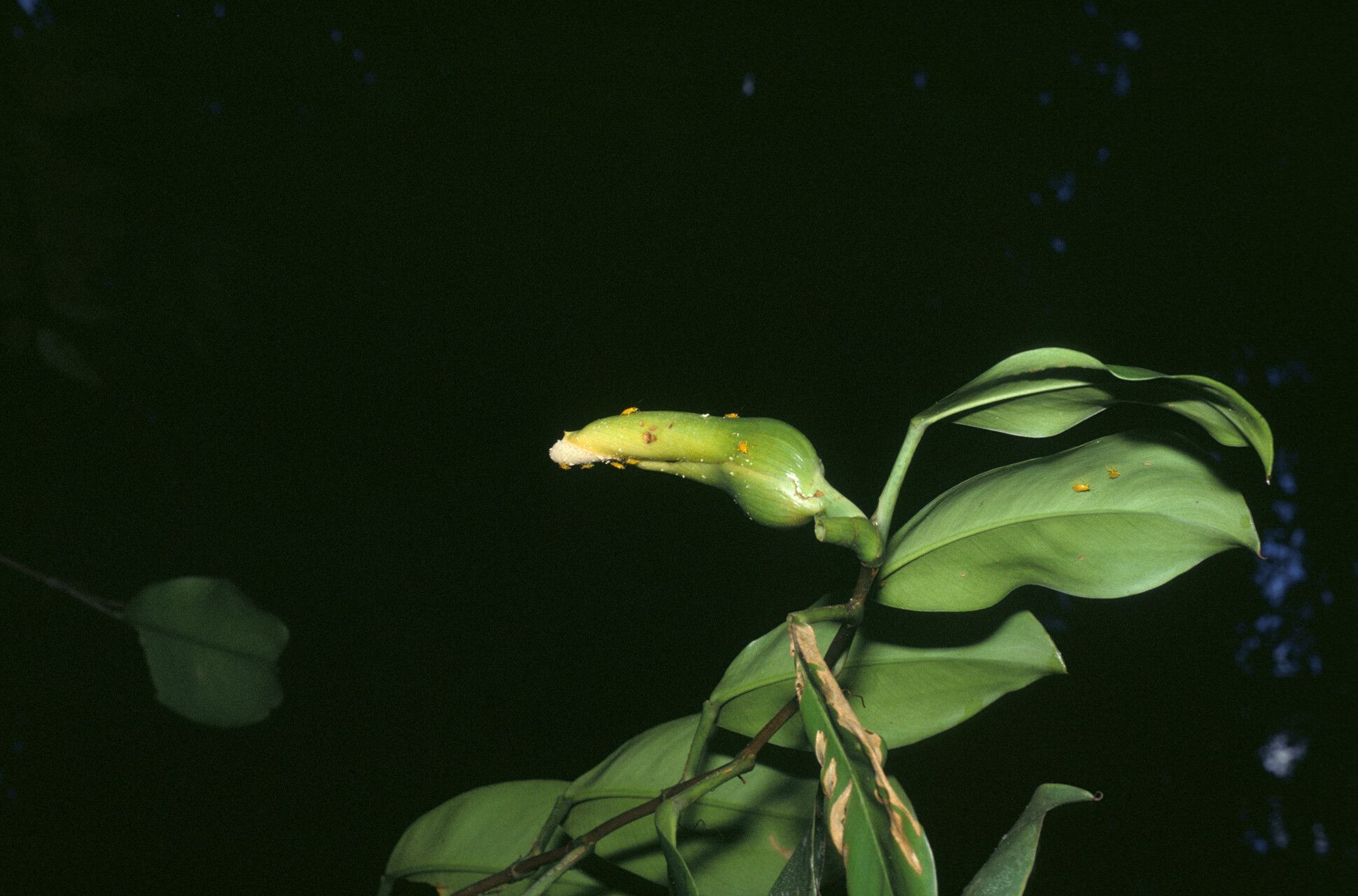Philodendron rudgeanum fruit