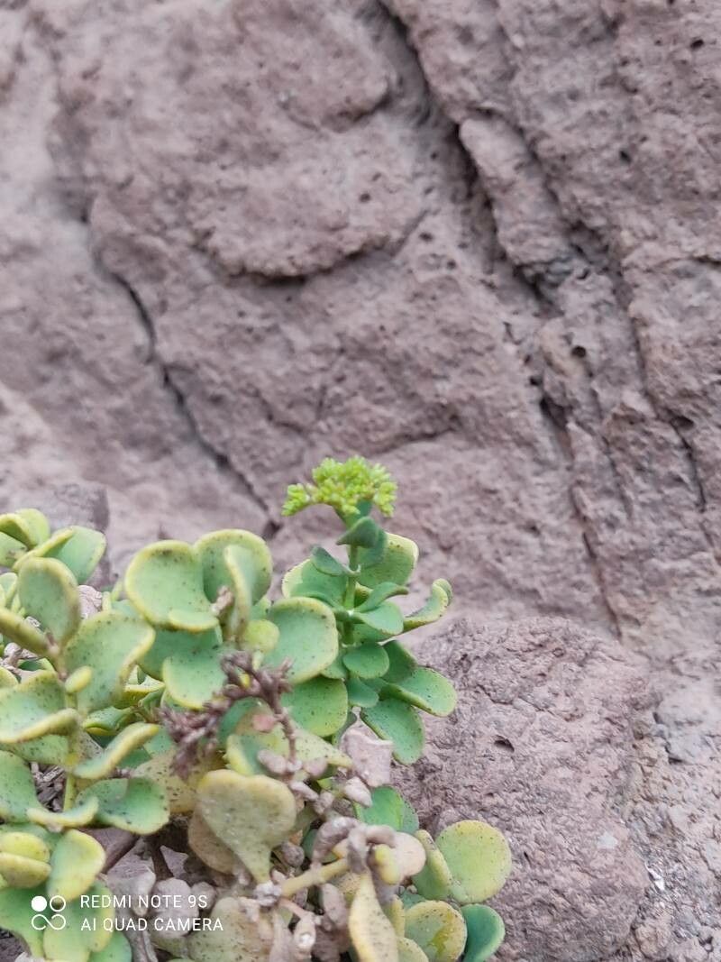 Polycarpaea carnosa flower