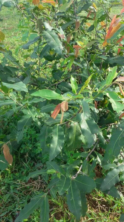 Diospyros mespiliformis flower