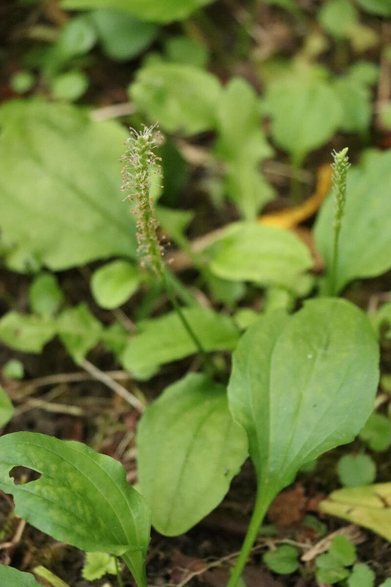 Plantago asiatica flower