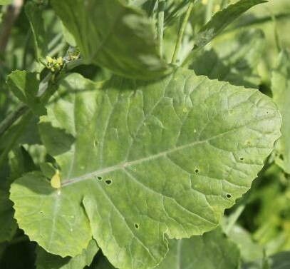 Brassica carinata