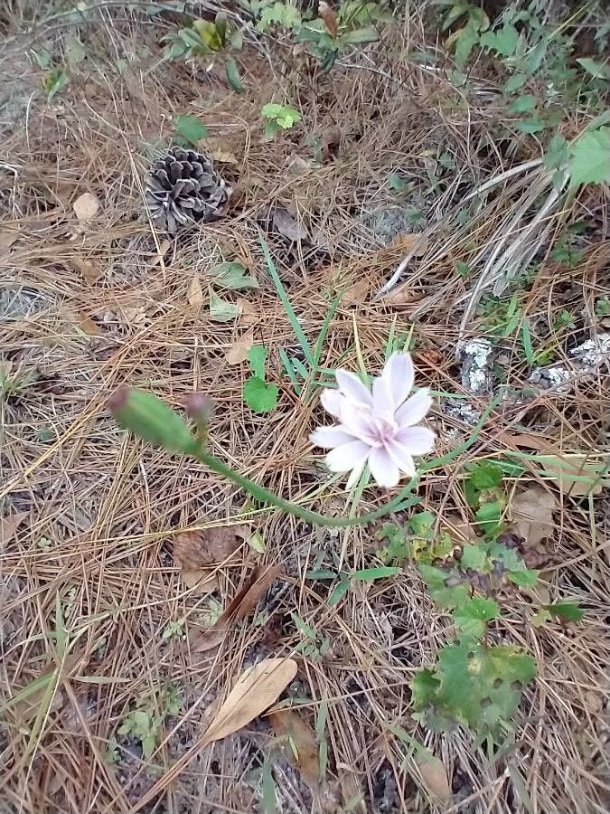 Lygodesmia aphylla flower