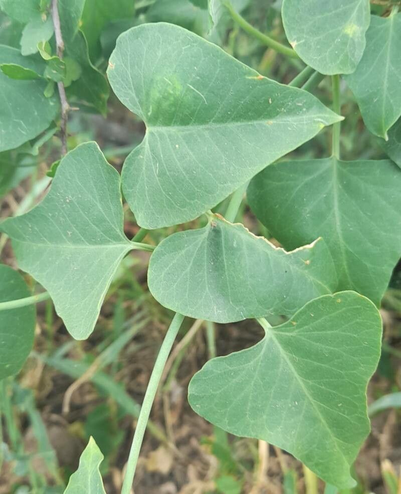 Araujia odorata — related species from the same genus