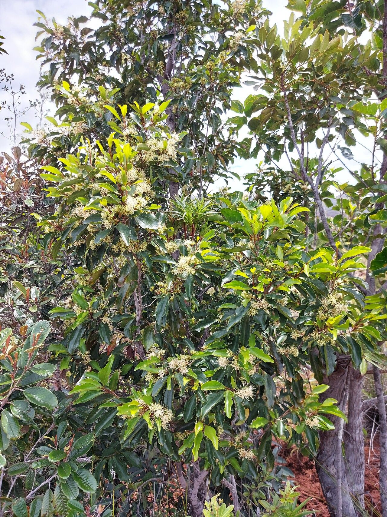 Stenocarpus comptonii habit