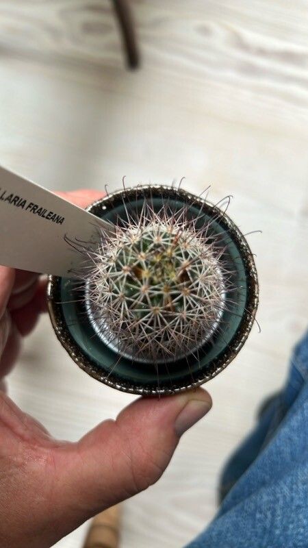 Cochemiea fraileana leaf