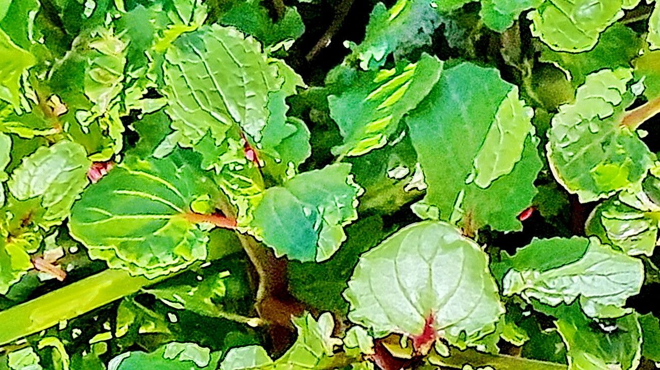 Erythranthe grandis — houseplant care guide