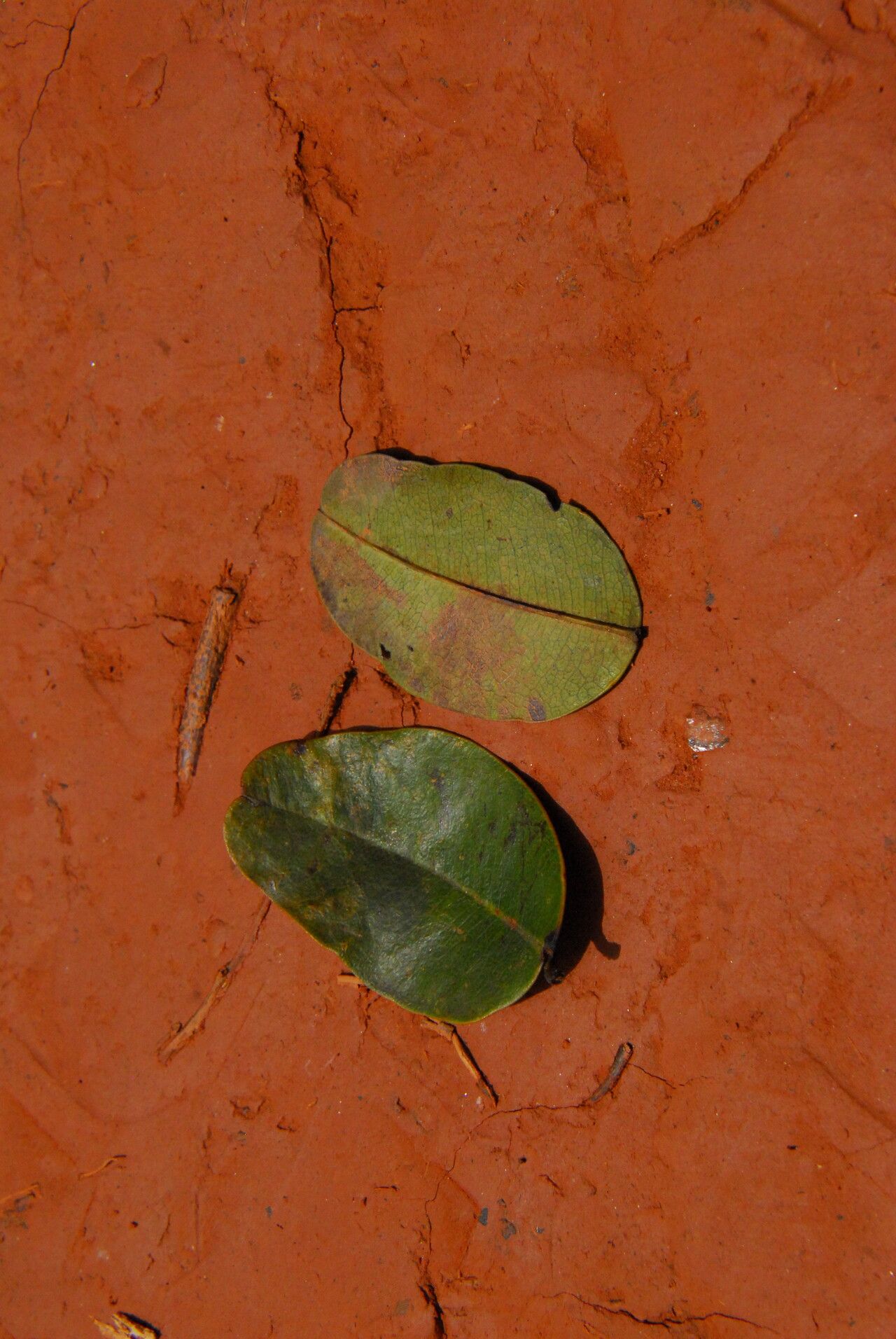 Copaifera religiosa leaf