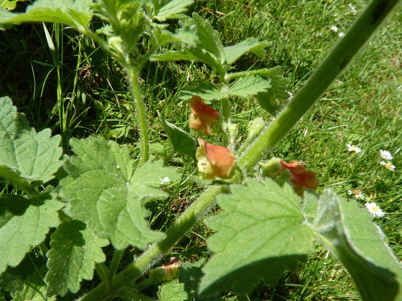 Scrophularia grandiflora other