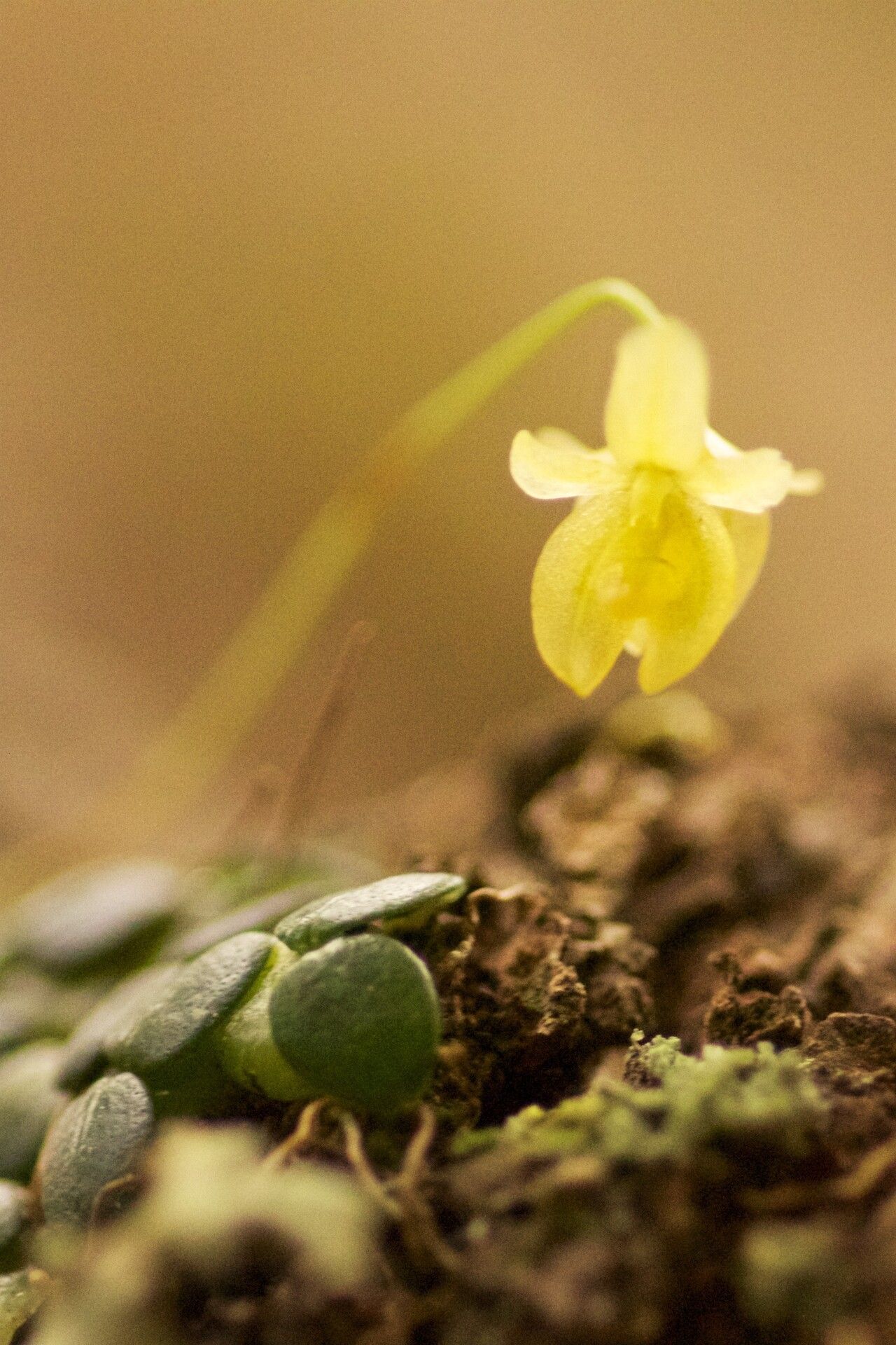 Bulbophyllum sciaphile flower