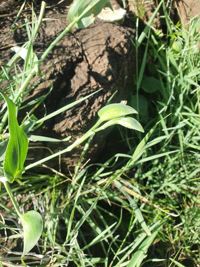Commelina imberbis fruit