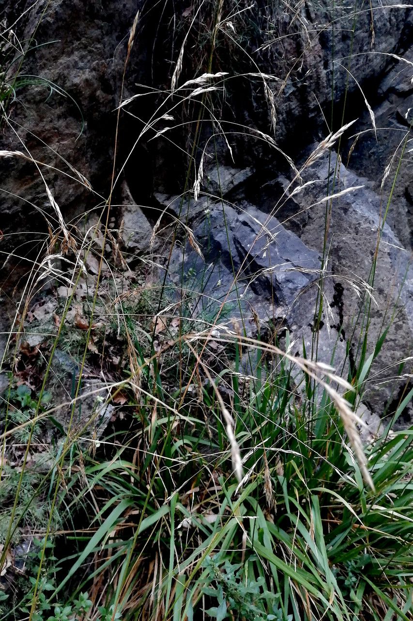 Piptatherum paradoxum flower