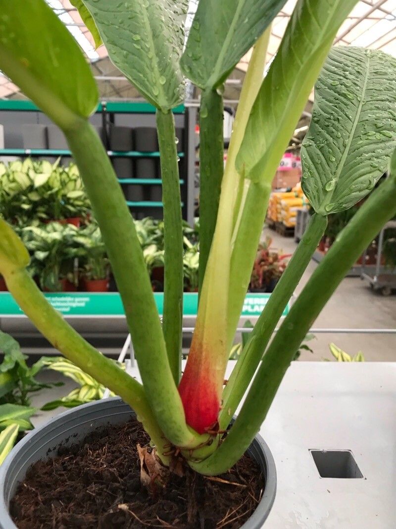 Philodendron campii bark