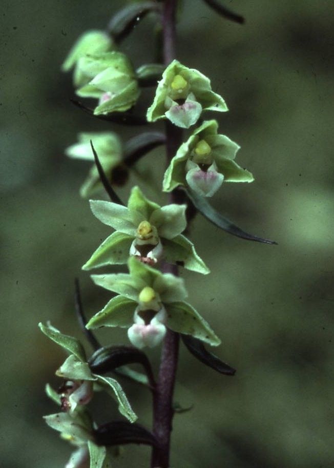 Epipactis purpurata flower