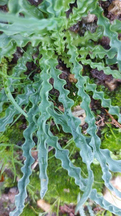 Drimia undulata leaf