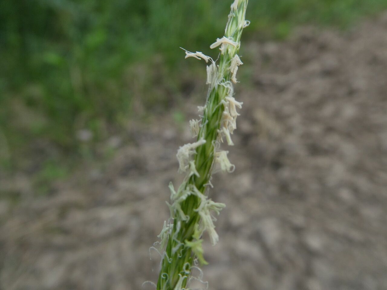 Alopecurus myosuroides flower