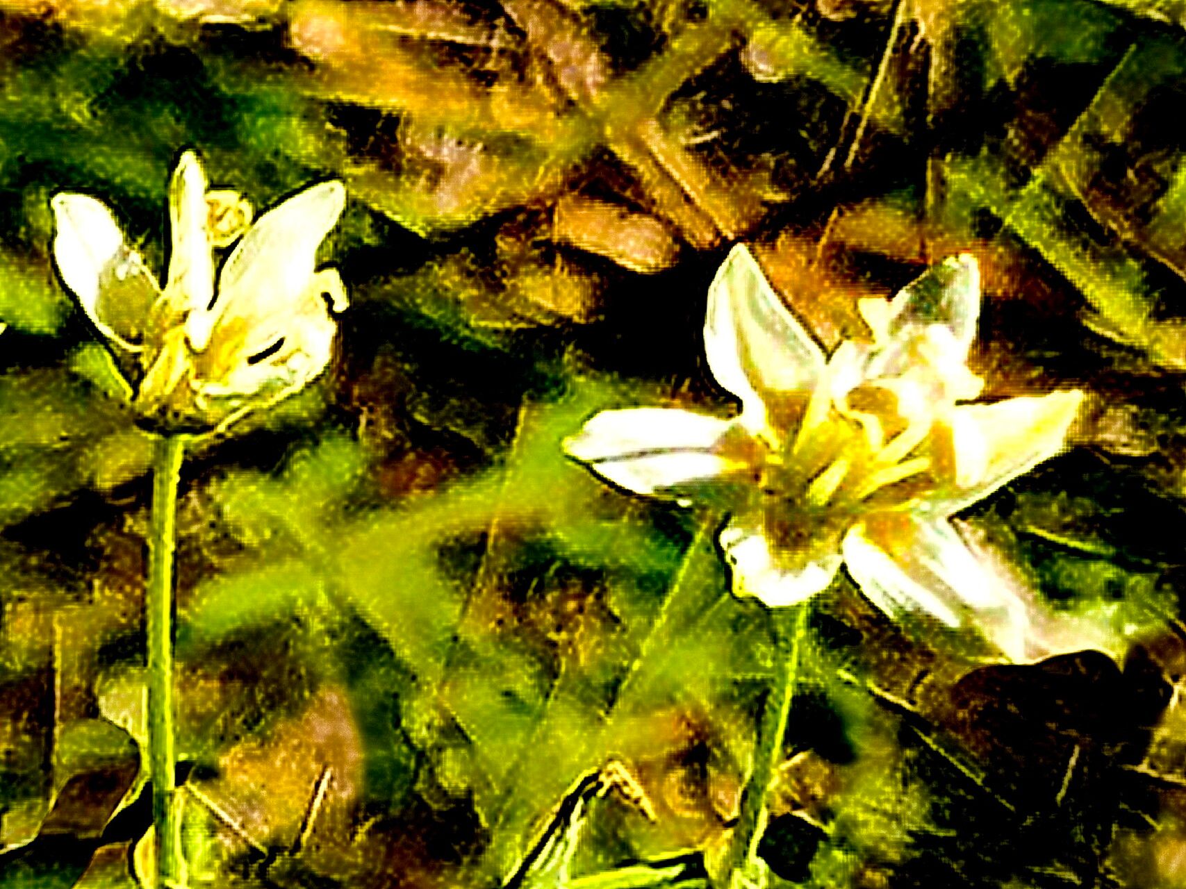 Toxicoscordion fontanum — related species from the same genus