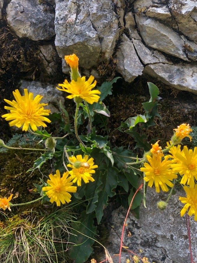 Hieracium humile flower