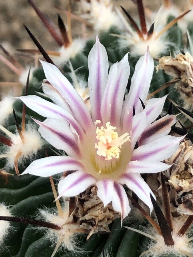 Stenocactus crispatus flower