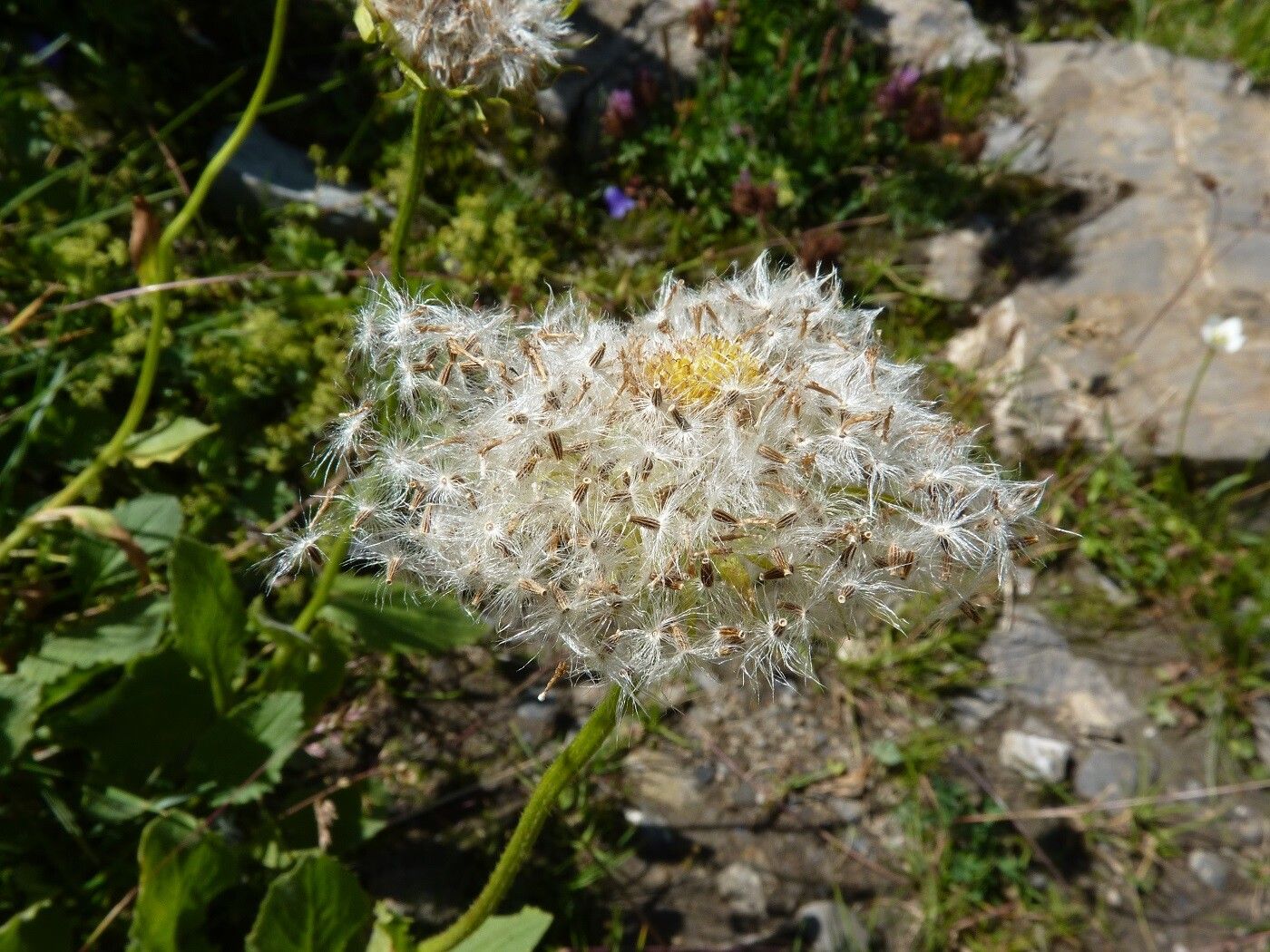 Doronicum grandiflorum fruit