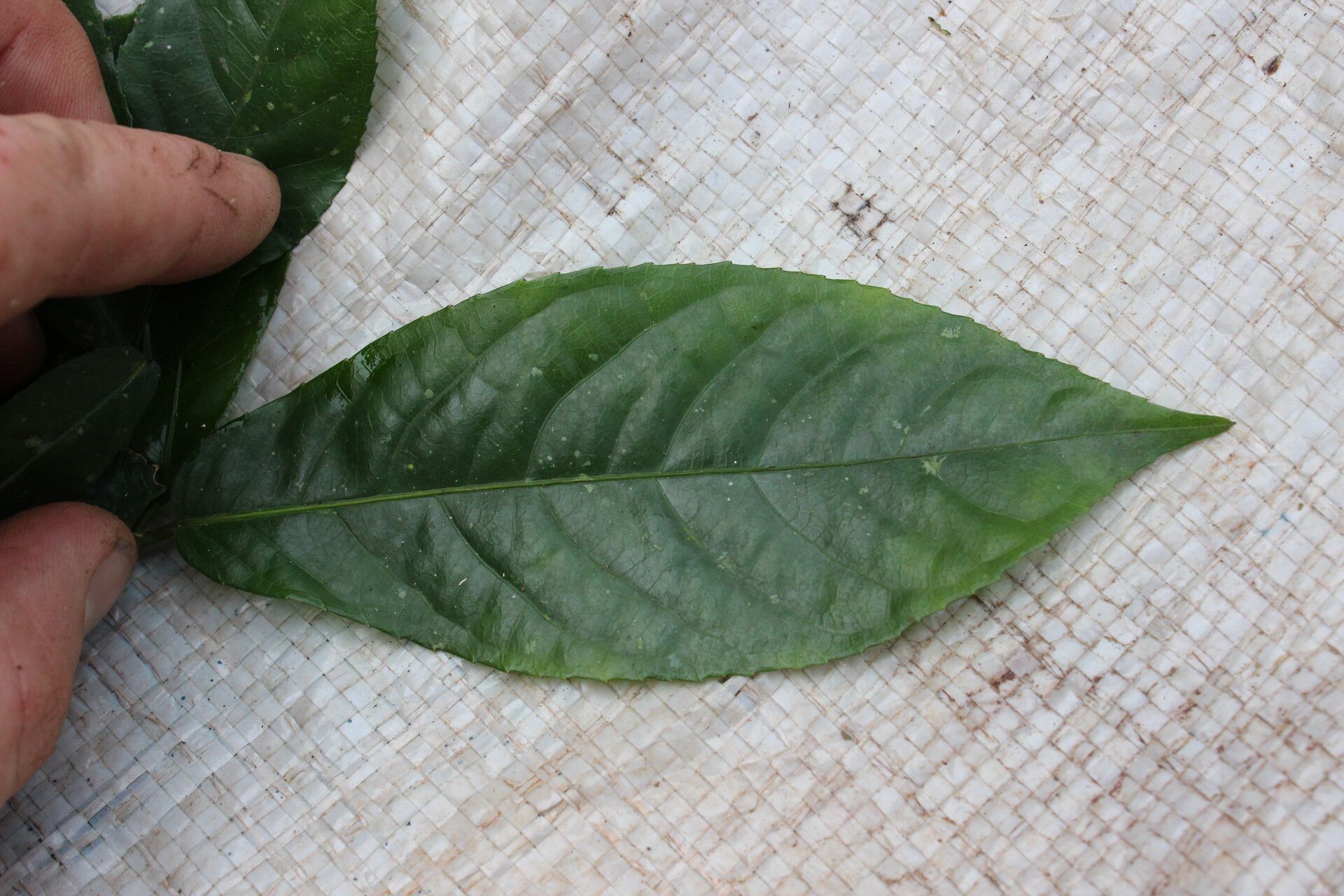 Rinorea dentata leaf