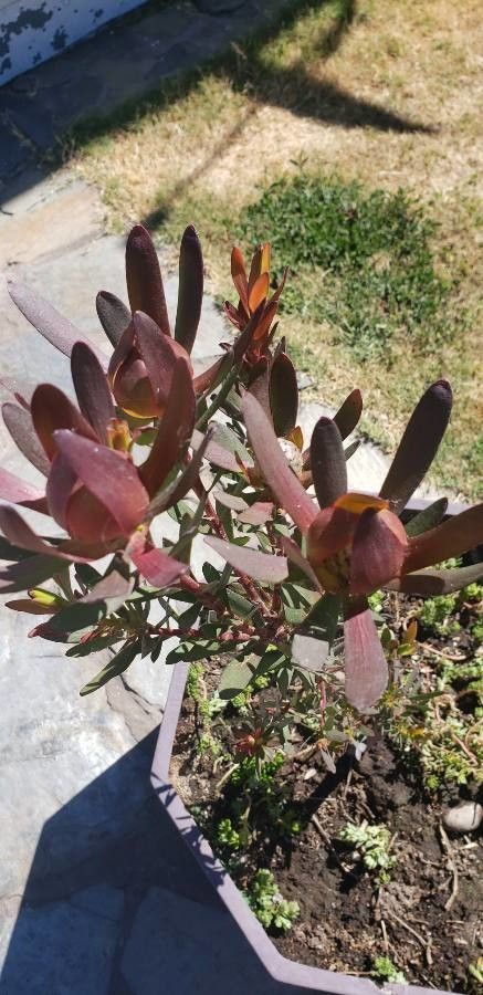 Leucadendron salignum flower