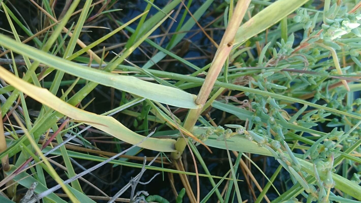 Spartina anglica leaf