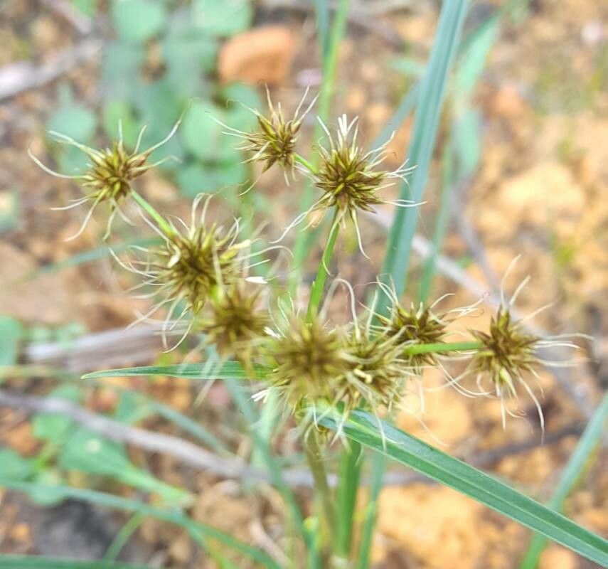 Rhynchospora holoschoenoides flower