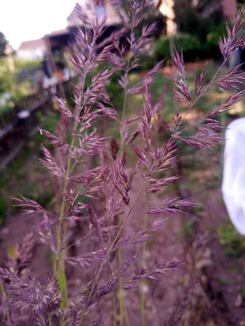 Calamagrostis pseudophragmites flower