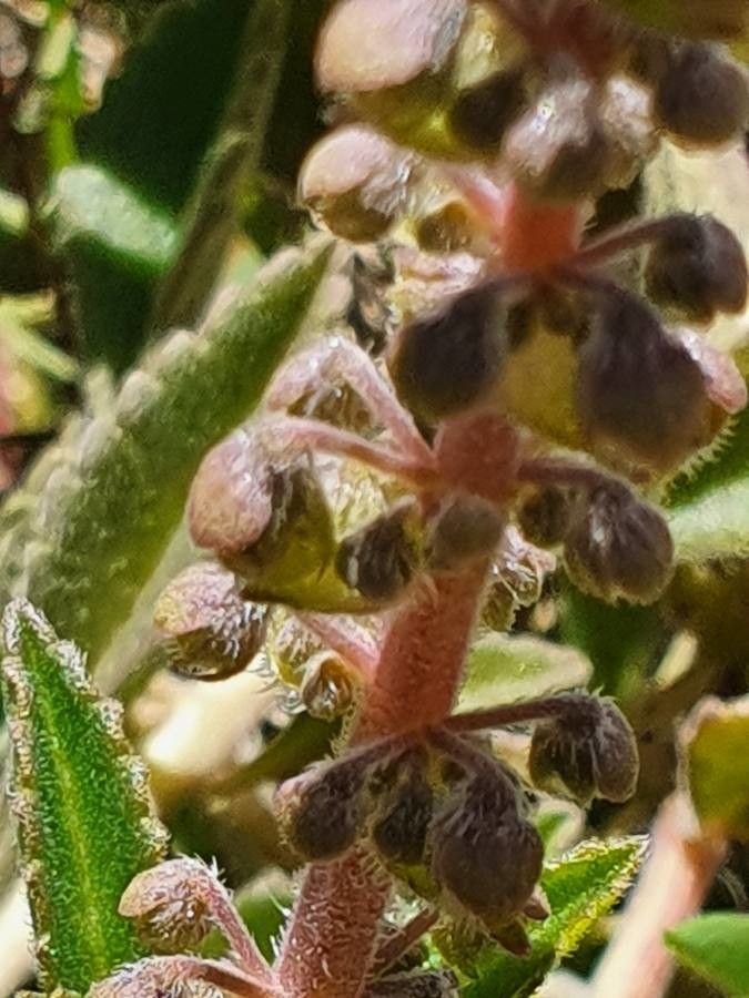 Plectranthus xylopodus fruit