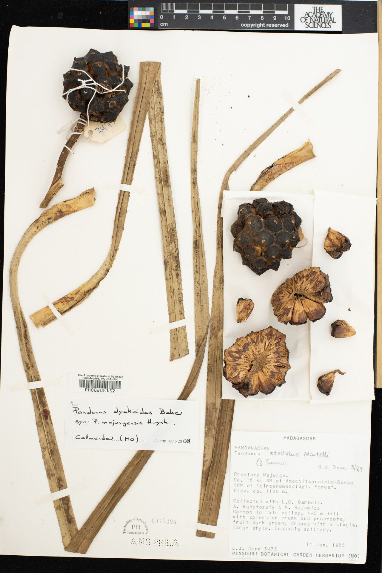 Pandanus stellatus — houseplant care guide