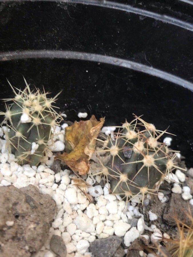 Mammillaria nivosa — search result for 'Mammillaria'