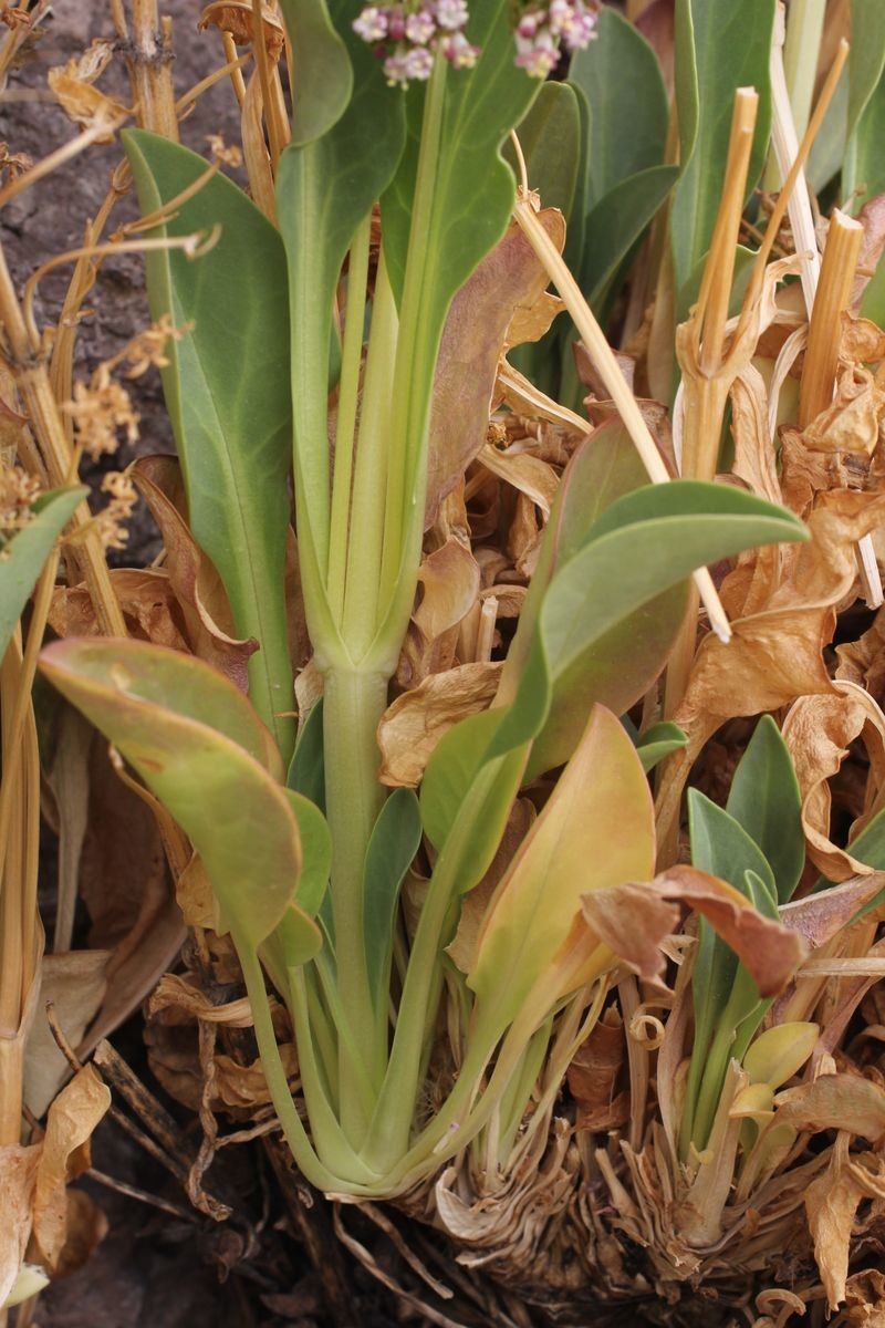 Valeriana urbani bark