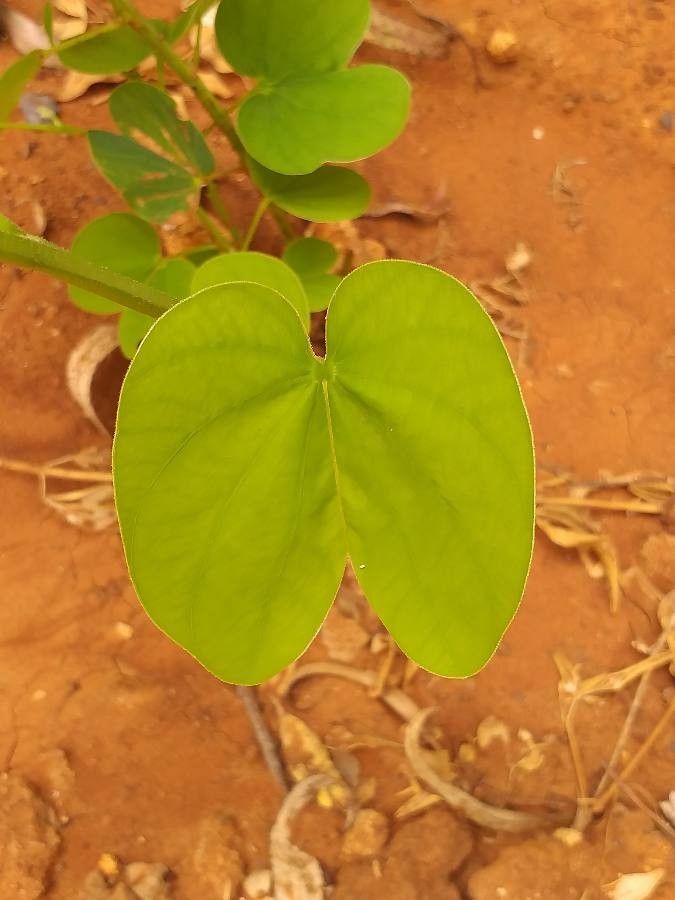 Piliostigma reticulatum — search result for 'Ethiopia'