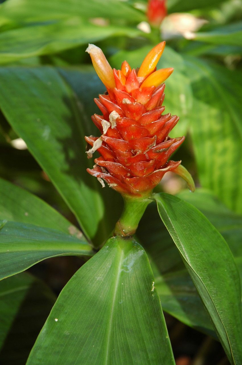 Costus curvibracteatus flower