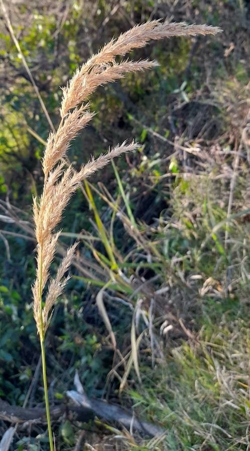 Calamagrostis viridiflavescens fruit