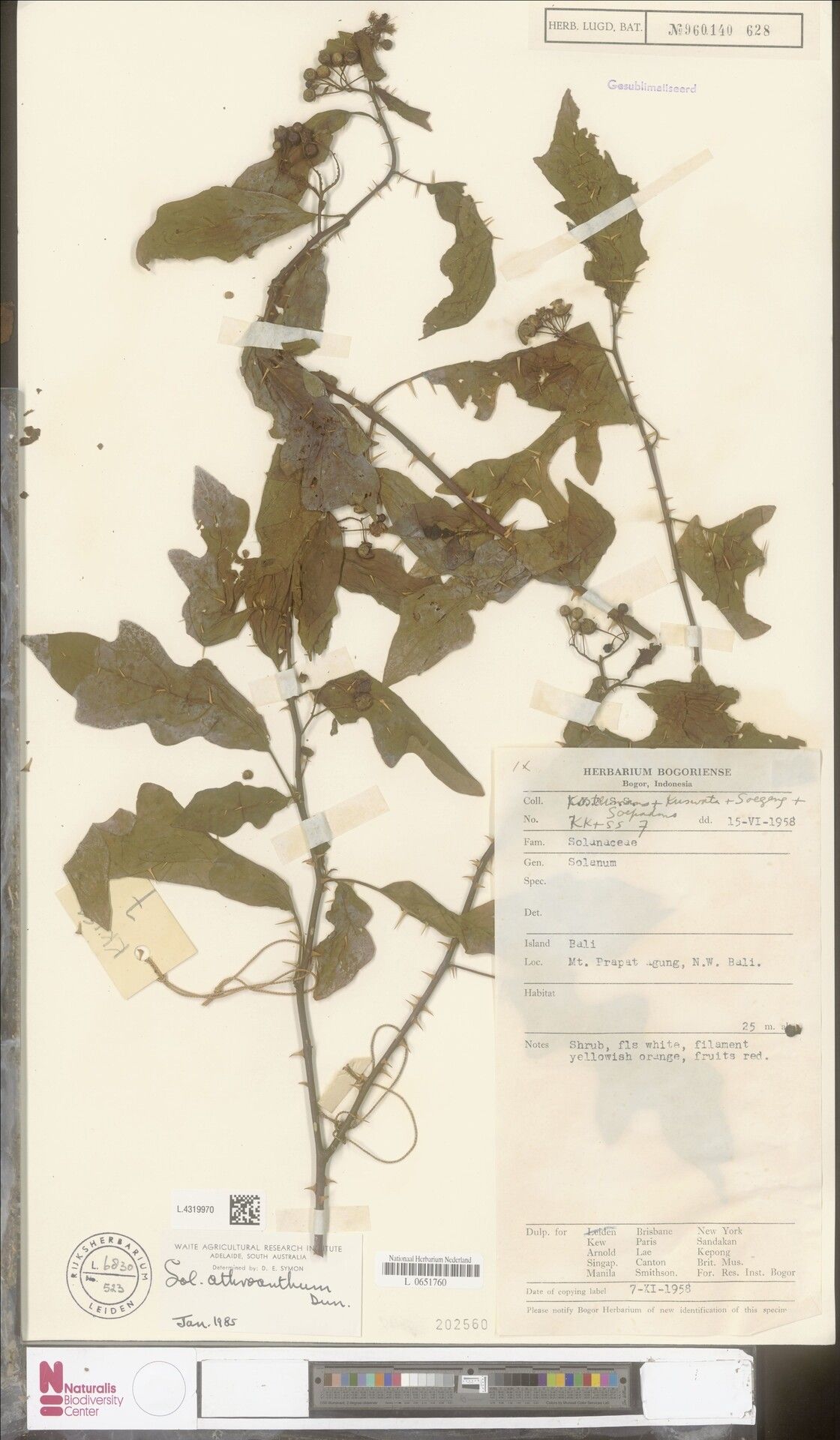 Solanum graciliflorum — houseplant care guide