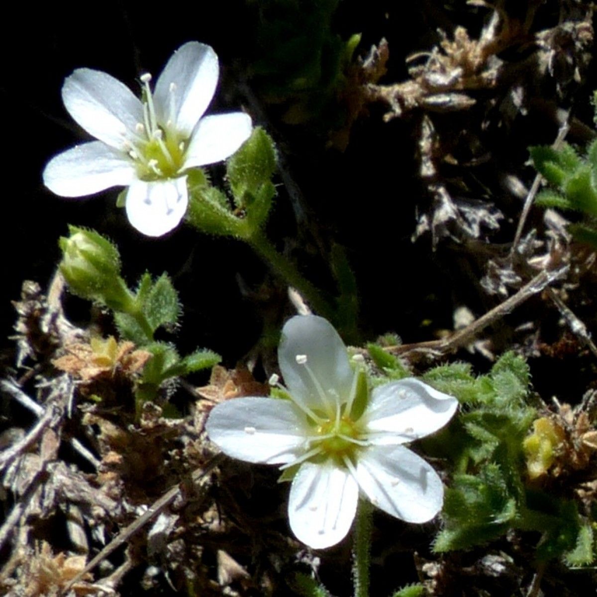 Arenaria ligericina flower