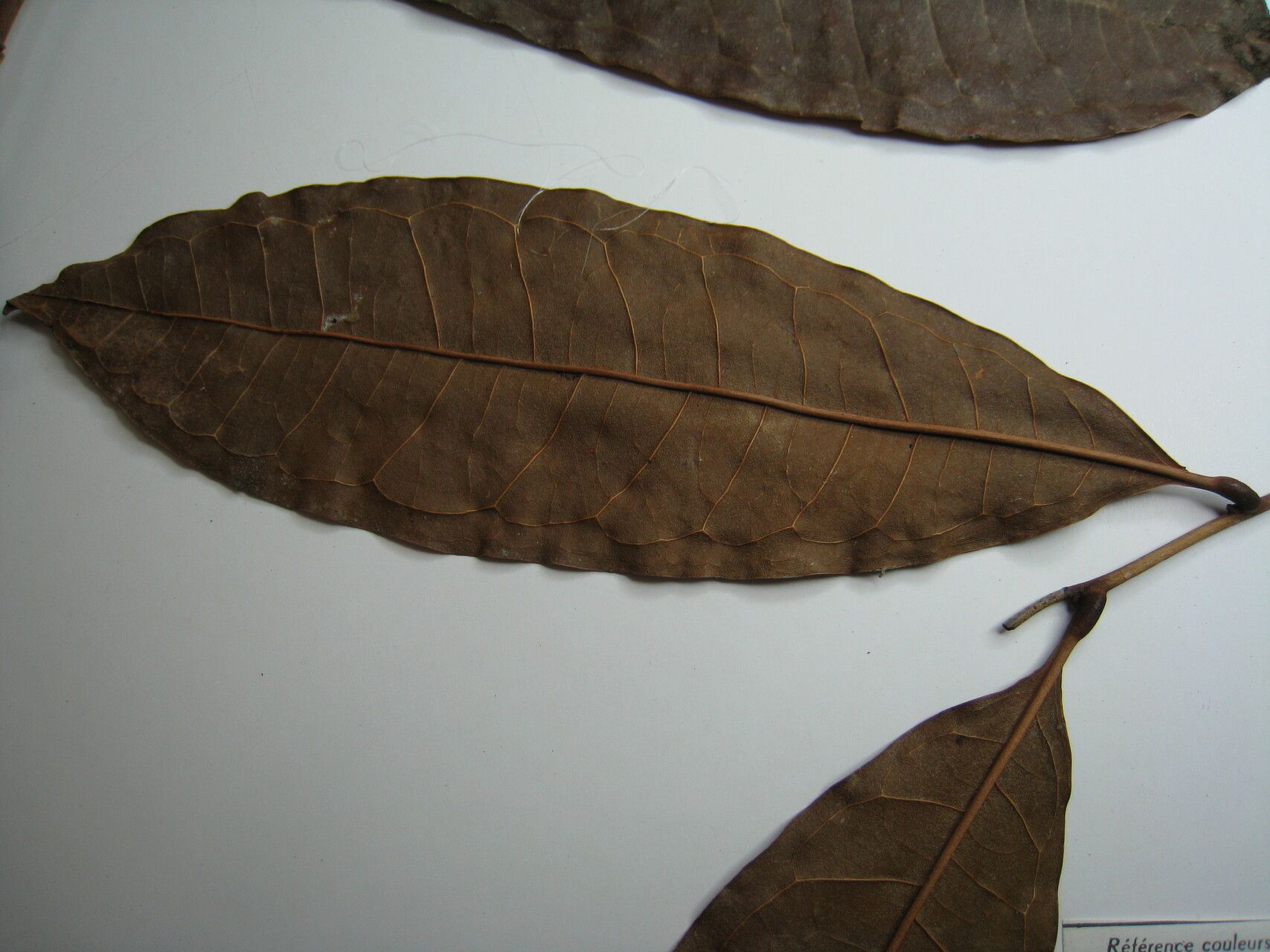 Guatteria wachenheimii other