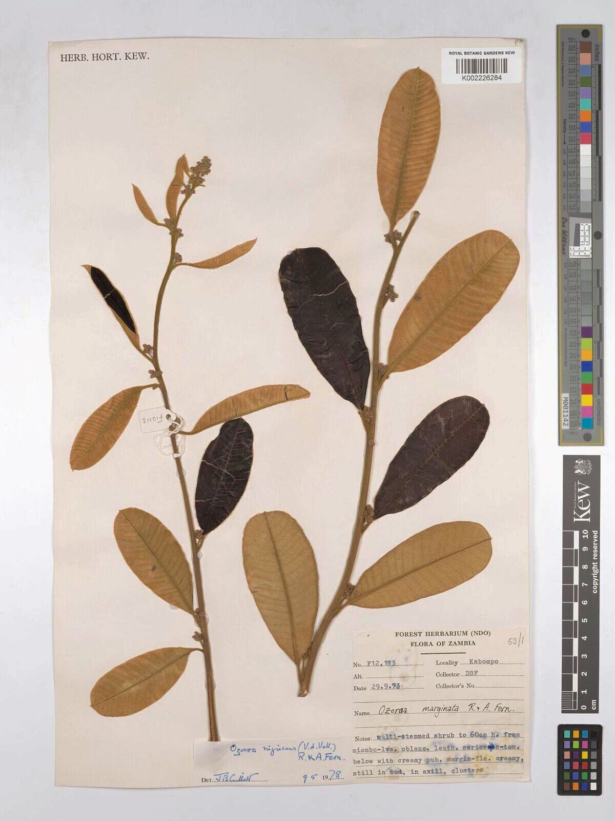 Ozoroa nigricans — search result for 'Ozoroa'