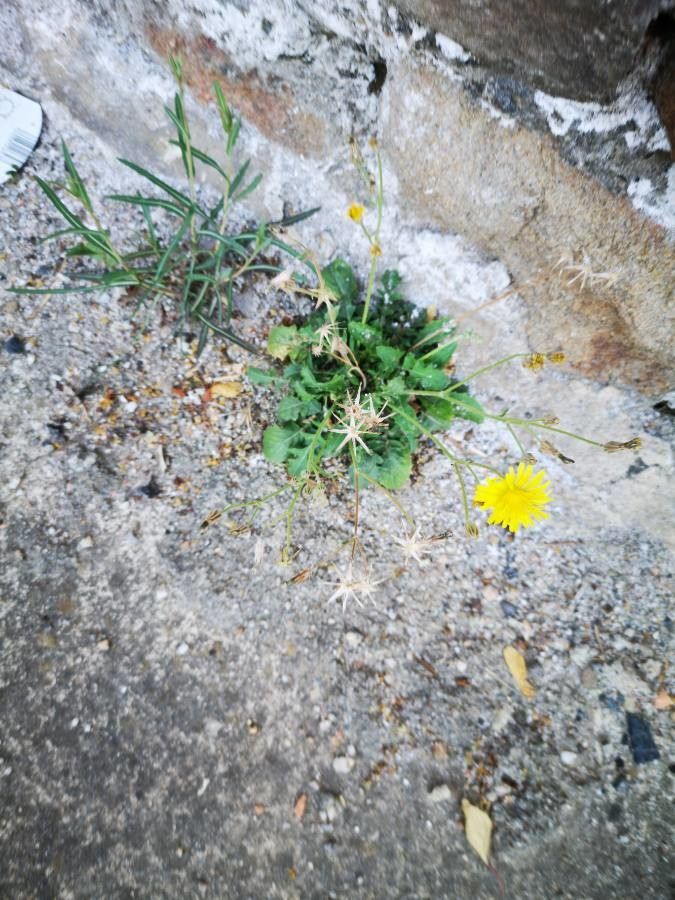 Crepis bellidifolia leaf