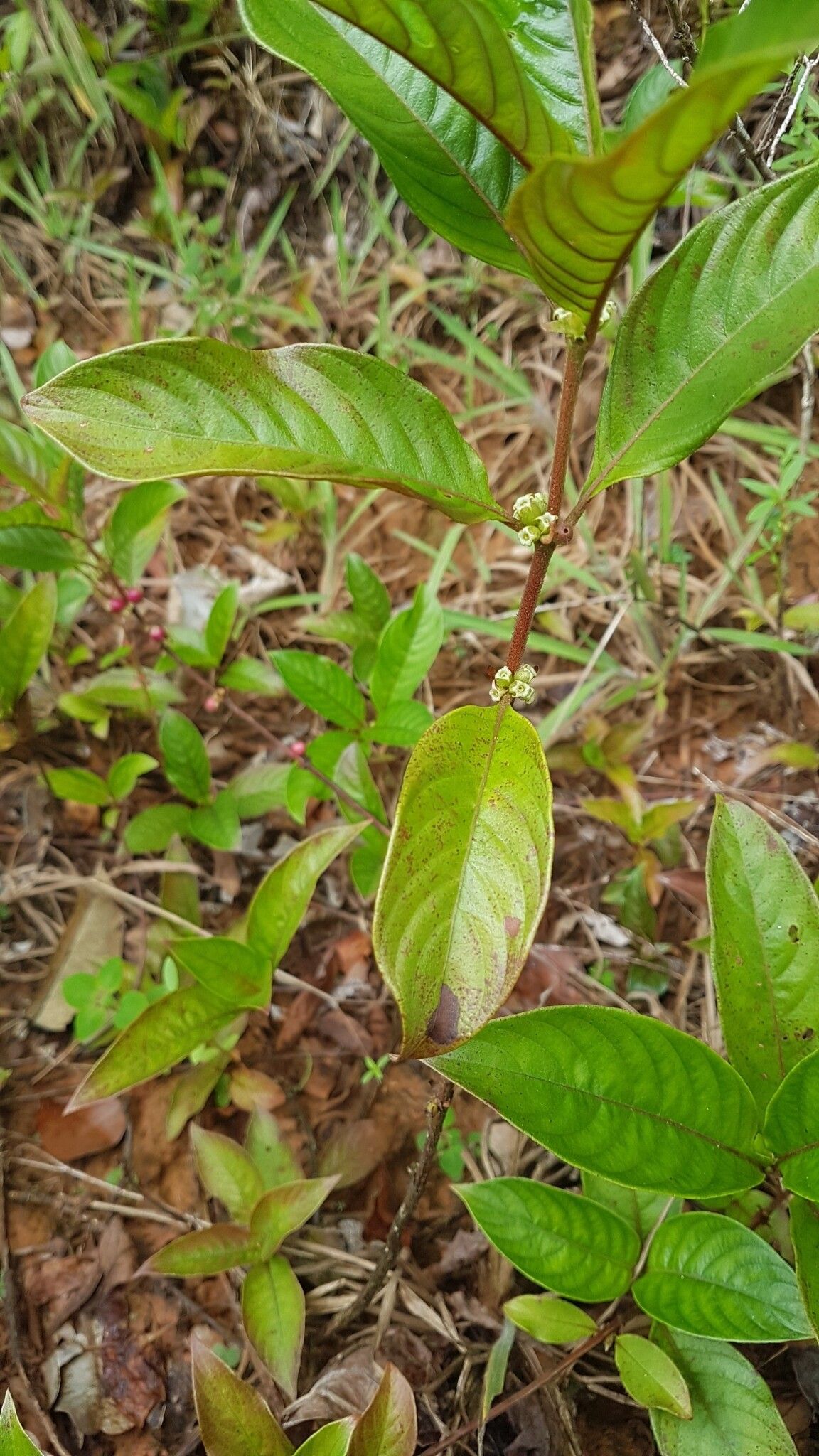 Sabicea aspera fruit