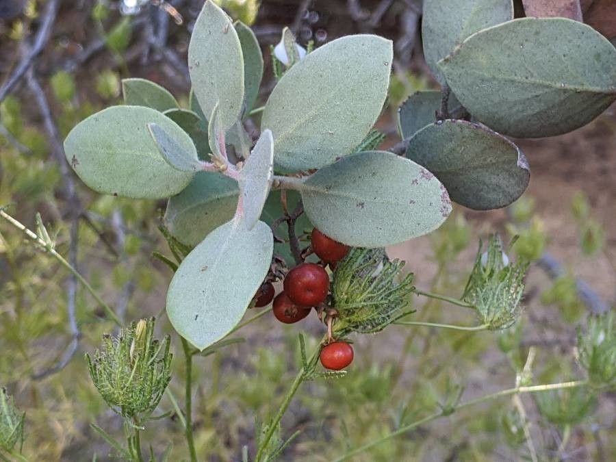 Arctostaphylos canescens fruit